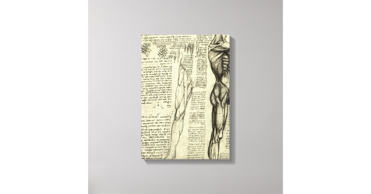 Leonardo da Vincis menschliche Anatomie männliche Leinwanddruck | Zazzle.de