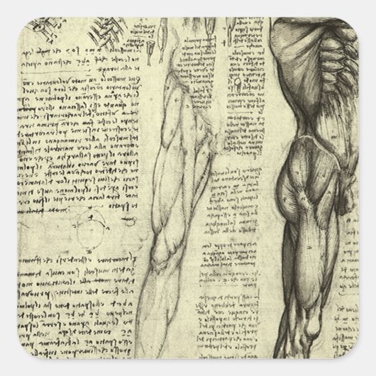 Leonardo da Vincis menschliche Anatomie männliche Quadratischer Aufkleber (Vorderseite)