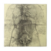 Leonardo da Vincis menschliche Anatomie, weibliche Fliese (Vorderseite)
