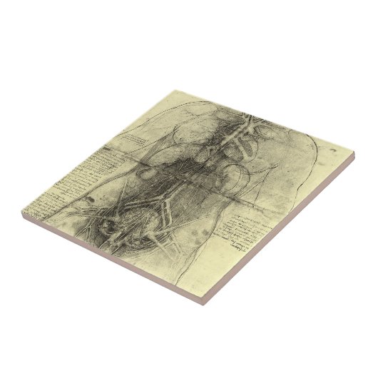 Leonardo da Vincis menschliche Anatomie, weibliche Fliese (Seite)