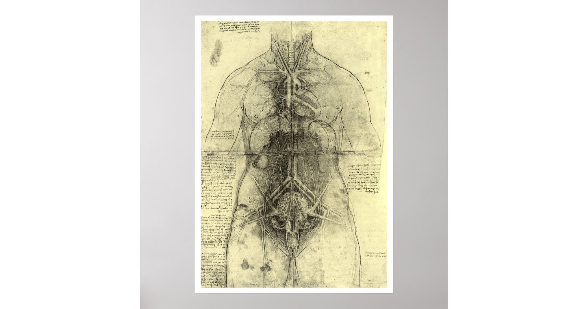 Leonardo da Vincis menschliche Anatomie, weibliche Poster | Zazzle.de