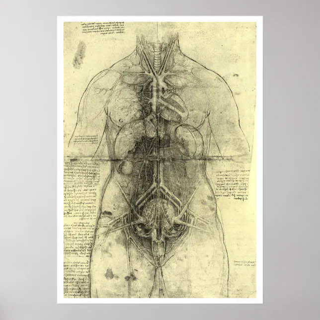 Leonardo da Vincis menschliche Anatomie, weibliche Poster | Zazzle.de