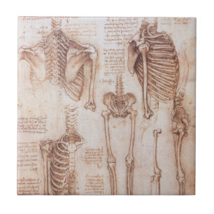 Leonardo da Vincis menschliches Skelett Knochen de Fliese