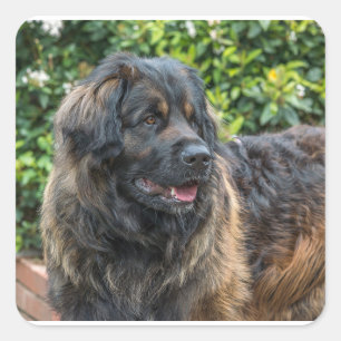 leonberger 3 quadratischer aufkleber
