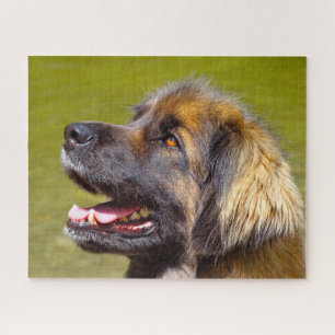 Leonberger Dog Breed Jigsaw. Puzzle