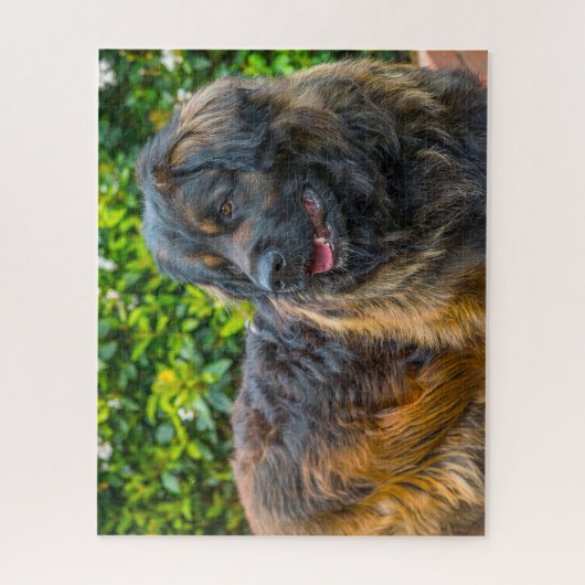 Leonberger Dog Breed Jigsaw. Puzzle (Vertikal)