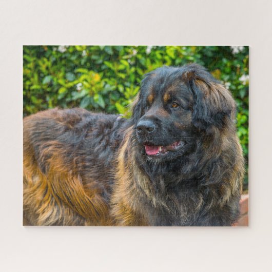 Leonberger Dog Breed Jigsaw. Puzzle (Horizontal)