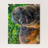 Leonberger Hund. Puzzle (Vertikal)