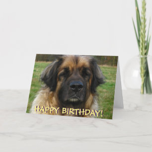Leonberger Hundegeburtstagskarte Karte