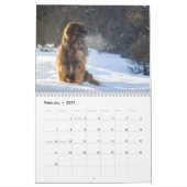 Leonberger Joy Kalender (Feb 2027)