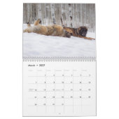 Leonberger Kalender (Mär 2027)