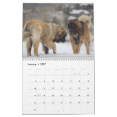 Leonberger Kalender (Jan 2027)