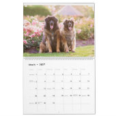 Leonberger Kalender (Mär 2027)