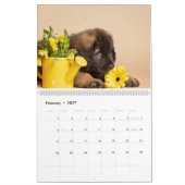 Leonberger Kalender (Feb 2027)