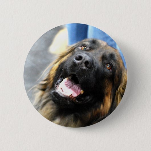 Leonberger Knöpfe Button (Vorderseite)