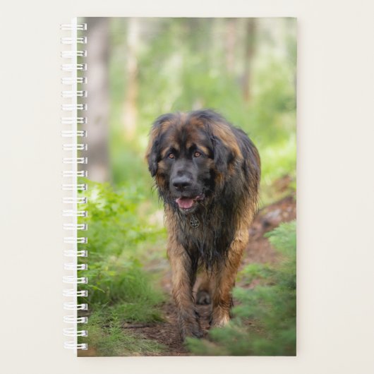 Leonberger Planer (Vorderseite)