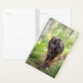 Leonberger Planer (Anzeige)