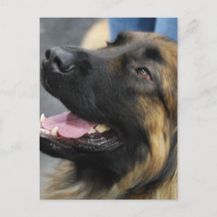 Leonberger Postcard Postkarte