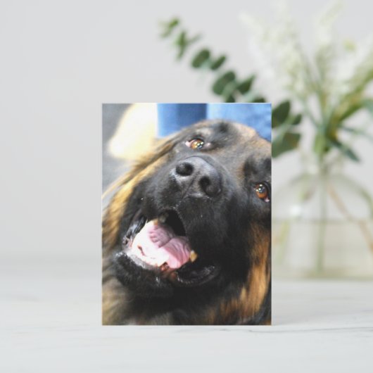 Leonberger Postcard Postkarte (Stehend Vorderseite)