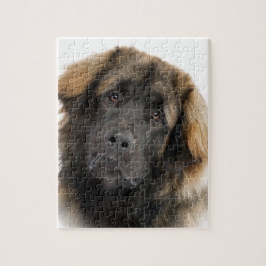 Leonberger Puzzle (Vertikal)