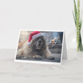Leonberger Sankt Feiertagskarte