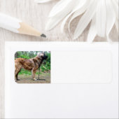 Leonberger-voll (Insitu)