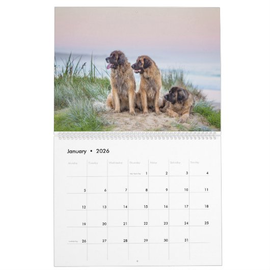 Leonbergers Kalender (Jan 2026)