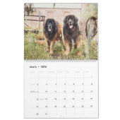 Leonbergers-Kalender - Stadt für Land Kalender (Mär 2026)