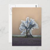 LEONENBAUM POSTKARTE (Vorne/Hinten)