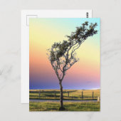 LEONENBAUM POSTKARTE (Vorne/Hinten)