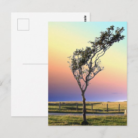 LEONENBAUM POSTKARTE (Vorne/Hinten)