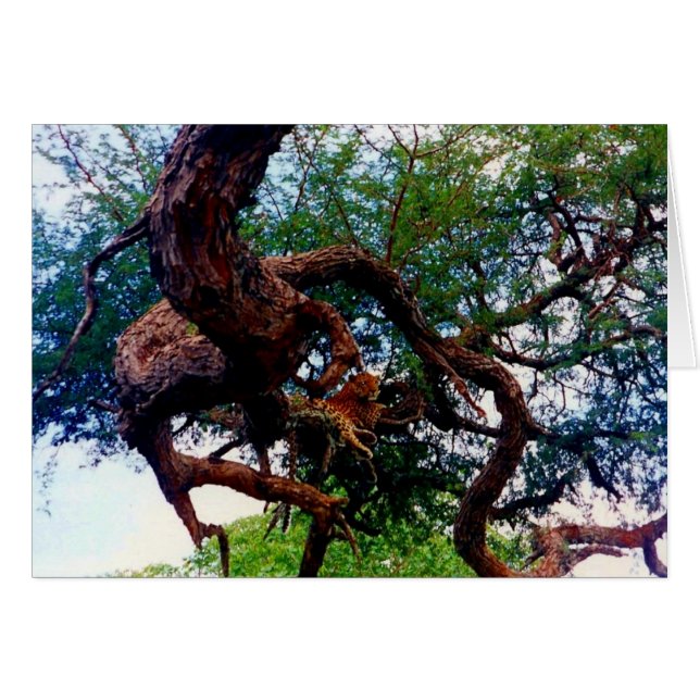 Leopard (Vorderseite (Horizontal))