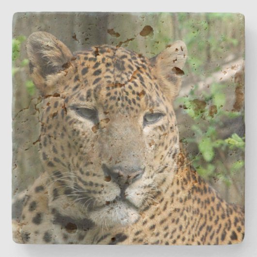 Leopard20151002 Steinuntersetzer (Vorderseite)