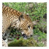 Leopard20151003 Fotodruck (Vorne)
