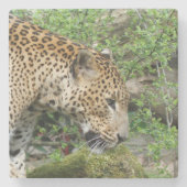 Leopard20151003 Steinuntersetzer (Vorderseite)