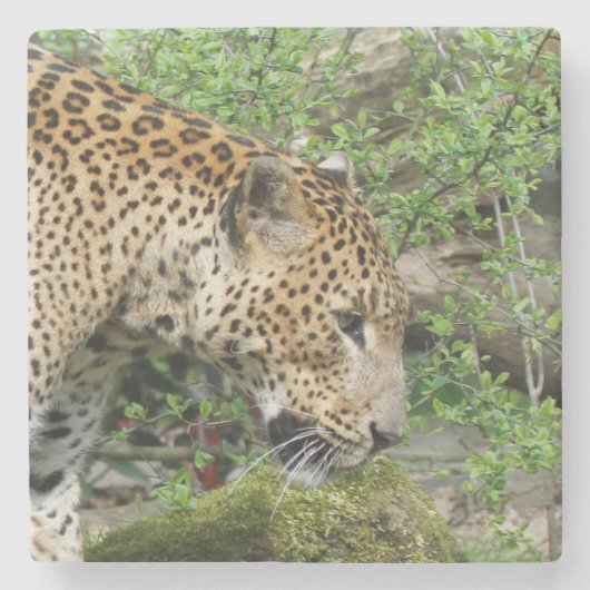 Leopard20151003 Steinuntersetzer (Vorderseite)