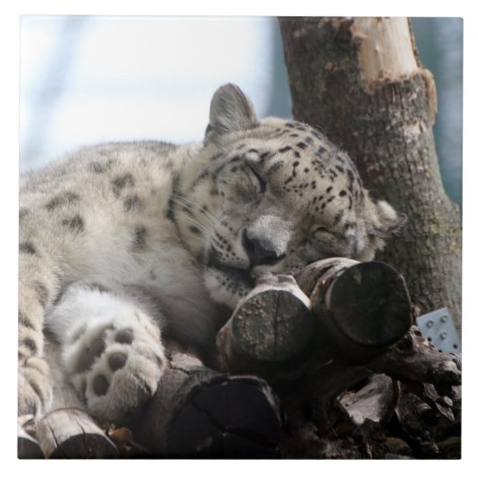 Leopard 002 fliese (Vorderseite)