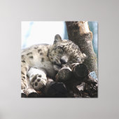 Leopard 002 leinwanddruck (Vorderseite)