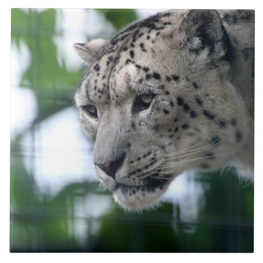 Leopard 003 fliese (Vorderseite)