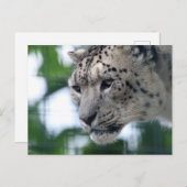 Leopard 003 postkarte (Vorne/Hinten)
