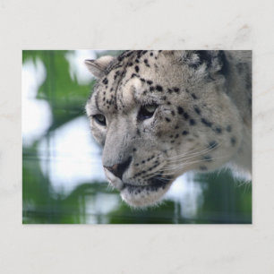 Leopard 003 postkarte