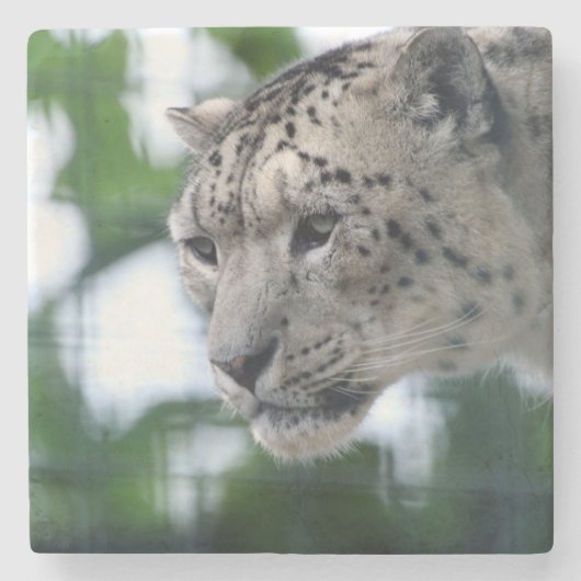 Leopard 003 steinuntersetzer (Vorderseite)