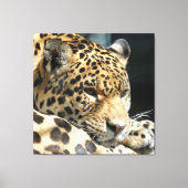 Leopard 004 leinwanddruck (Vorderseite)