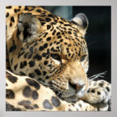 Leopard 004 poster (Vorne)