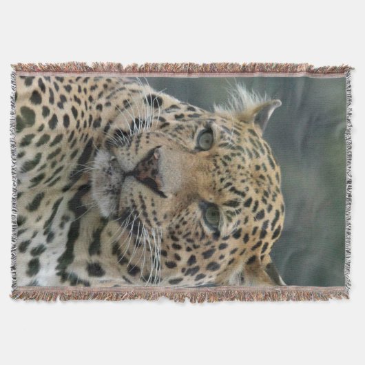 Leopard 006 decke (Vorderseite)