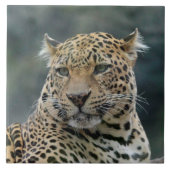 Leopard 006 fliese (Vorderseite)