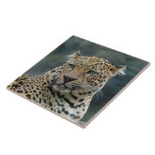 Leopard 006 fliese (Seite)