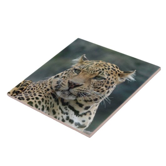 Leopard 006 fliese (Seite)