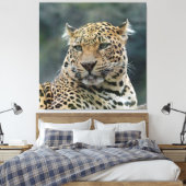 Leopard 006 leinwanddruck (Insitu (Schlafzimmer))