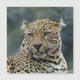 Leopard 006 magnetkarte